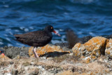 Black Oystercatcher 1