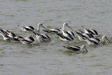 American Avocet 1