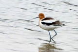 American Avocet 2