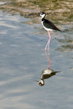 Black-necked Stilt 4