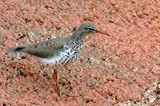 Spotted Sandpiper 2