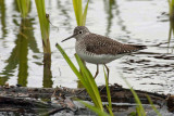 Solitary Sandpiper 1