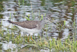 Solitary Sandpiper 2