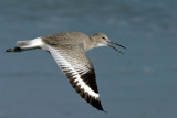 Willet 1