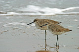 Willet 2