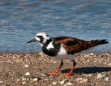 Ruddy Turnstone 1