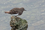 Black Turnstone 1