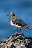 Black Turnstone 2