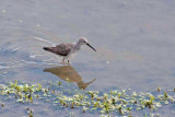 Stilt Sandpiper 1