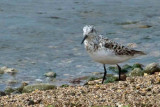 Sanderling 1