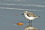 Sanderling 2