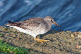 Purple Sandpiper 1