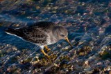 Purple Sandpiper 2