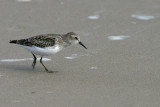 Least Sandpiper 1