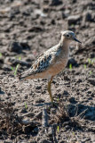 Buff-breasted Sandpiper