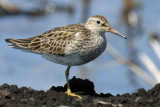 Pectoral Sandpiper