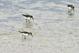 Western Sandpiper 1