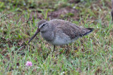 Short-billed Dowitcher 4