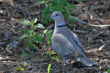 Eurasian Collared-Dove