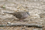 Inca Dove 2