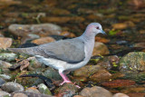 White-tipped Dove 1