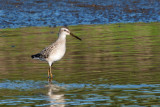 Stilt Sandpiper 2