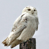 Snowy Owl 2