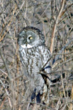 Great Gray Owl