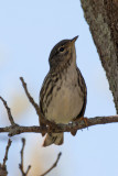 Blackpoll Warbler 1