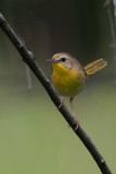 Common Yellowthroat 2