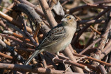 Grasshopper Sparrow