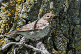 Gray-cheeked Thrush