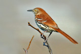 Brown Thrasher