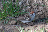 Chipping Sparrow