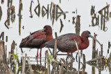 Glossy Ibis 2