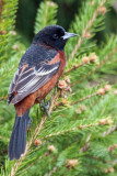 Orchard Oriole 1