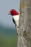 Red-headed Woodpecker