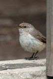 Rock Wren