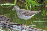 Solitary Sandpiper