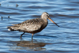 Hudsonian Godwit 2