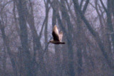 Thayers Gull