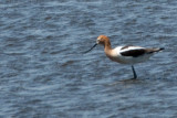 American Avocet 4