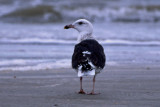Great Black-backed Gull 2
