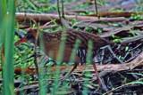 Virginia Rail 1