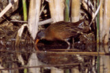 Virginia Rail 3