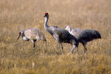 Sandhill Crane 3