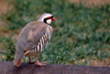 Chukar 1