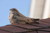 Common Nighthawk 2