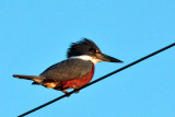 Ringed Kingfisher 1