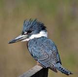 Ringed Kingfisher 3